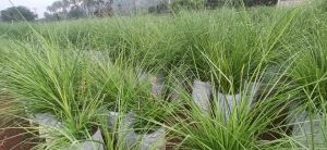 Vetiver Plant