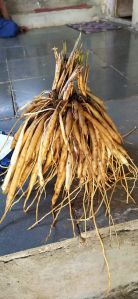 Dry Yellow Shatavari Root