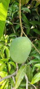 Mango Fruit