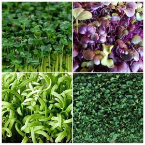 Microgreenn