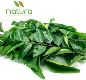 Natura Biotechnol Fresh Curry Leaves, For Cooking