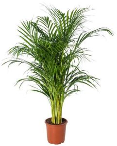 Areca Palm Plants