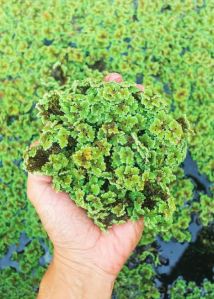 Swades Organics Natural Azolla Seeds and Leaves, Color : Green 25%