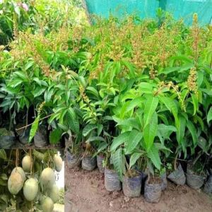 Alphonso Mango Plants