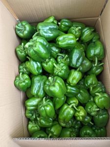 Natural Shimla Mirch, Color : Green, Packaging Size : 25Kg