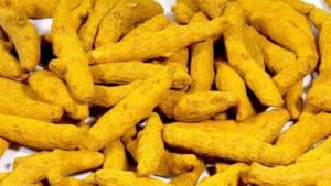 Pure Organic Fresh Raw Turmeric, Color : Yellow