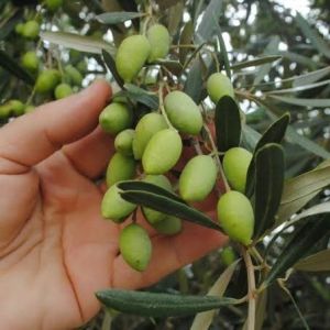 Extra Virgin Olive Oil