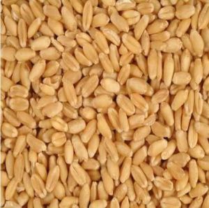 Wheat Seeds, Color : Light Tan To Brown