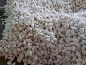 Silkworm Cocoons