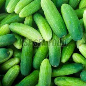 Organic Fresh Cucumber, Packaging Size : 5-25kg For Human Consumption