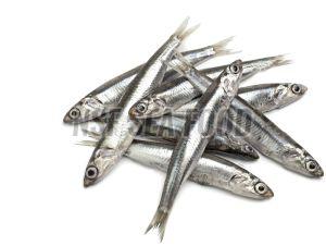 Live Anchovy Fish, Color : Silver, Packaging Type : Thermocole Box