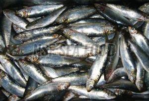 Live Sardines Fish, Color : Silver, Packaging Type : Thermocole Box