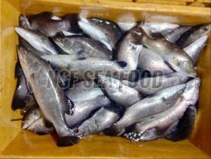 Live Sea Bass Fish, Color : Silver, Packaging Type : Thermocol Box