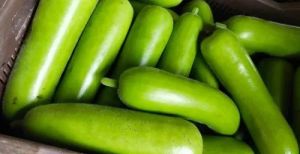 Fresh Bottle Gourd