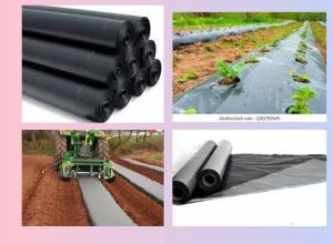 Plastic Agriculture Mulch Film, Color : Black, Packaging Type : Roll