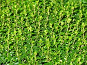 Herbace Organic Fresh Thyme, Color : Green, Packaging Size : 10Kg