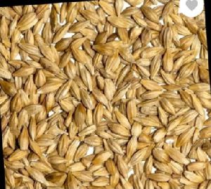 Barley Feed