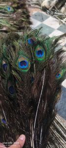 Peacock Feathers