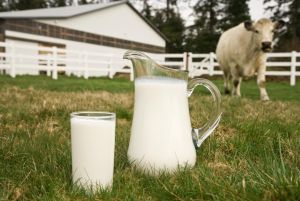 fresh milk fresh milk