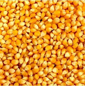 Common Dried Sweet Corn, Color : Yellow, Packaging Type : PP Bag