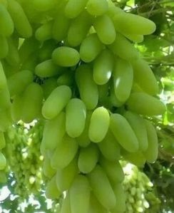 Natural Fresh Green Grapes, Packaging Size : 4.5kg / 8kg / 10kg