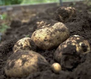 Fresh Potato