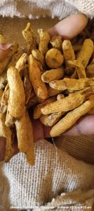 dried turmeric finger