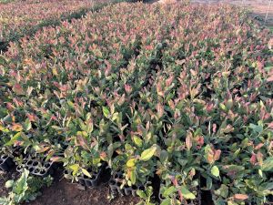 Eucalyptus Clone Plants