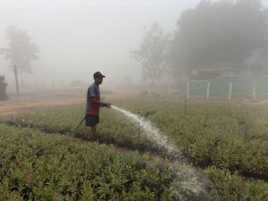 Eucalyptus Clone Plants No 7