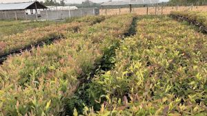 Amrutha Agencies Eucalyptus Plants, Mesh Size : 3 in