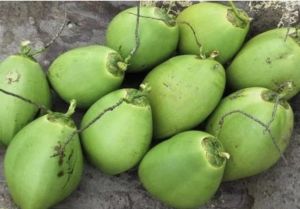 Coconut