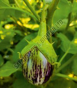 Purple Natural F1-Mayur Brinjal Seeds, For Seedlings, Packaging Type : Plastic Pouch