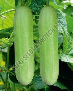 F1-Nandani Cucumber Seeds, For Seedlings, Packaging Type : Plastic Packet