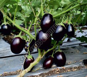 Organic F1-Rushi Brinjal Seeds, For Seedlings, Packaging Type : Plastic Pouch