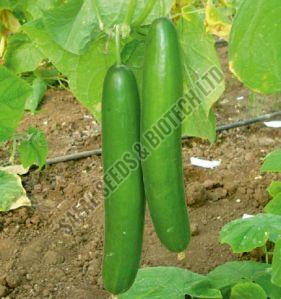 F1-SSB 472 Cucumber Seeds, For Seedlings, Packaging Type : Plastic Packet