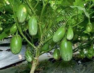 Purple Natural F1-SSB 801 Brinjal Seeds, For Seedlings