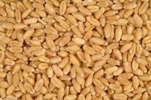 Wheat Grain