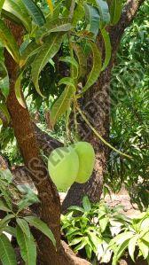 Natural Fresh Mango, Color : Green, Packaging Size : 5Kg, 10Kg