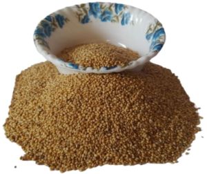 Natural Foxtail Millet For Birds Food, Color : Yellow, Purity : 100%