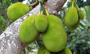 Natural Fresh Thai Jackfruit, Color : Green, Packaging Size : 5-25kg