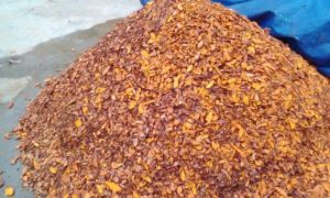 Spices turmeric Moisture % m/m, max : 12, Model Number : Dry/Slice
