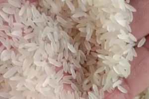 Sona Masoori Sella Rice