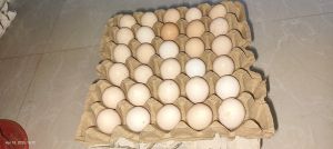 Desi Eggs, Color : Brown 40 To 50 Gm