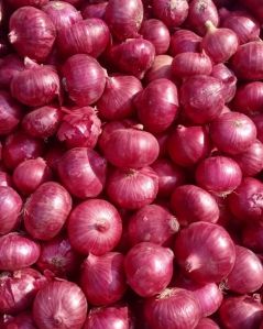 Organic Export Quality Onion, Color : Red, Packaging Size : 20kg