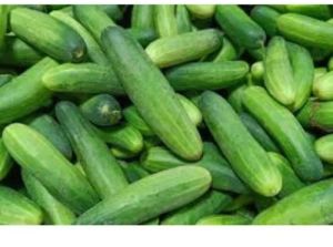 Organic Cucumber, Color : Green, Speciality : Healthy