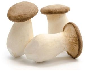 King Oyster Mushroom