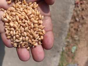 Markat Natural Wheat, Packaging Type : PP Bag, Jute Bag