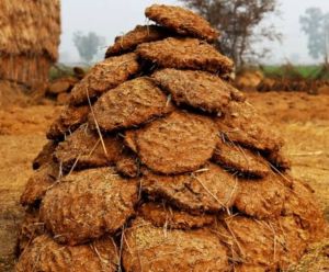 cow dung