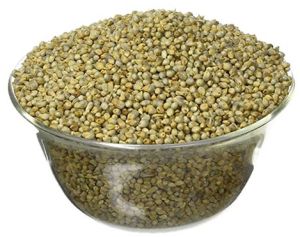 pearl millet