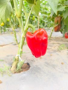 Exotic Vegetables